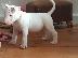 PoulaTo: Υπέροχα κουτάβια Bull Terrier για νέα σπίτια