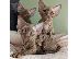 PoulaTo: Όμορφα γατάκια Pure Devon Rex