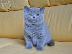 PoulaTo: Χαριτωμένα βρετανικά μπλε κοντότριχα γατάκια μόνο whatsapp (+63-995-461-6242)...