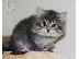 PoulaTo: Za prodaju sibirske mačke i mačići kontaktirajte preko (whatsapp 32460219218) ili (viber 2...