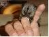 PoulaTo: Μικρή μαϊμού Marmoset