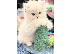 PoulaTo: Γνωρίστε το Jewel Persian kitten για εσάς~