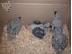PoulaTo: beautiful babies parrot are available