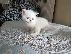PoulaTo: Στερεό μπλε, αρσενικό περσικό γατάκι