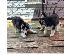 PoulaTo: Διαθέσιμα κουτάβια Siberian Husky