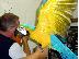 PoulaTo: Καλοί οικογενειακοί φίλοι μπλε και χρυσό Macaws προς πώληση...