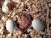 PoulaTo: PARROT AND Parrot Eggs – FERTILE PARROT EGG  FOR VERY CHEAP PRICES
