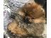 PoulaTo: Κουτάβια Pomeranian