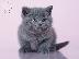 PoulaTo: British Short Haired Kittens