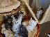 PoulaTo: Εγγραφή Maine Coon Kittens
