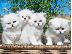 PoulaTo: Τα βρετανικά γατάκια