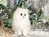 PoulaTo: Περσικά γατάκια- Persian kittens