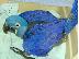 PoulaTo: μωρών υάκινθος παπαγάλοι macaw για 199 €