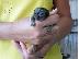PoulaTo: Baby marmoset για 240 ευρώ