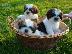 PoulaTo: Dogo Argentino Puppies Ready