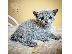 PoulaTo: Russia Blue Kittens For Sale