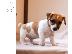 PoulaTo: Όμορφα κουτάβια Jack Russell Terrier για καλό σπίτι