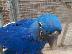 PoulaTo: Υάκινθος μωρά macaw προς πώληση για € 200