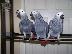 PoulaTo: Healthy African Grey Parrots