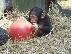PoulaTo: Τρένο μωρό θηλυκό χιμπατζή για το νέο σπίτι