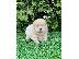 PoulaTo: Chow Chow Puppies Available