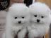 PoulaTo: Δύο φοβερά κουτάβια Pomeranian