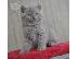 PoulaTo: British Shorthair γατάκια για καλά σπίτια