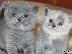 PoulaTo: Βρετανοί γατάκια μικρής διατομής με TICA