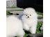 PoulaTo: Χαριτωμένα κουτάβια Pomeranian σε μέγεθος παιχνιδιού