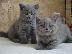 PoulaTo: Βρετανικά γατάκια σύντομων μαλλιών