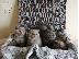 PoulaTo: shorthair kittens for adoption