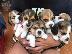 PoulaTo: Έτοιμα τα Pure Beagle Puppies