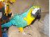 PoulaTo: Μπλε και χρυσό Macaw 2 χρονών Άνδρες και γυναίκες