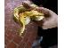 PoulaTo: Πωλείται butter corn snake αρσενικό