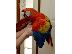 PoulaTo: scarlet macaw parrot for 120 euro