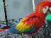 PoulaTo: υπέροχο παπαγάλο macaw για 200 €