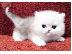 PoulaTo: Persians Kittens For Adoption