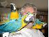 PoulaTo: Talking Macaw Parrots for Sale