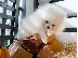 PoulaTo: Πολύ γλυκά γοητευτικά κουτάβια Pomeranian