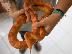 PoulaTo: Πωλείται albino corn snake θηλυκό