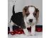 PoulaTo: Καταπληκτικά κουτάβια Beagle διαθέσιμα