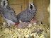 PoulaTo: Κονγκό Αφρικής γκρι παπαγάλος και παπαγάλος αυγά