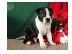 PoulaTo: Όμορφα κουτάβια Boston Terrier για καλό σπίτι